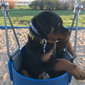 Meet your Posher, Donna